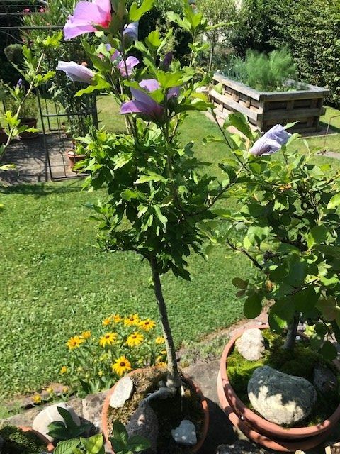 Piante & sementi: Bonsai Hybiskus blau-rot-weiss – Usato da Egliswil venduto da didiflu 2