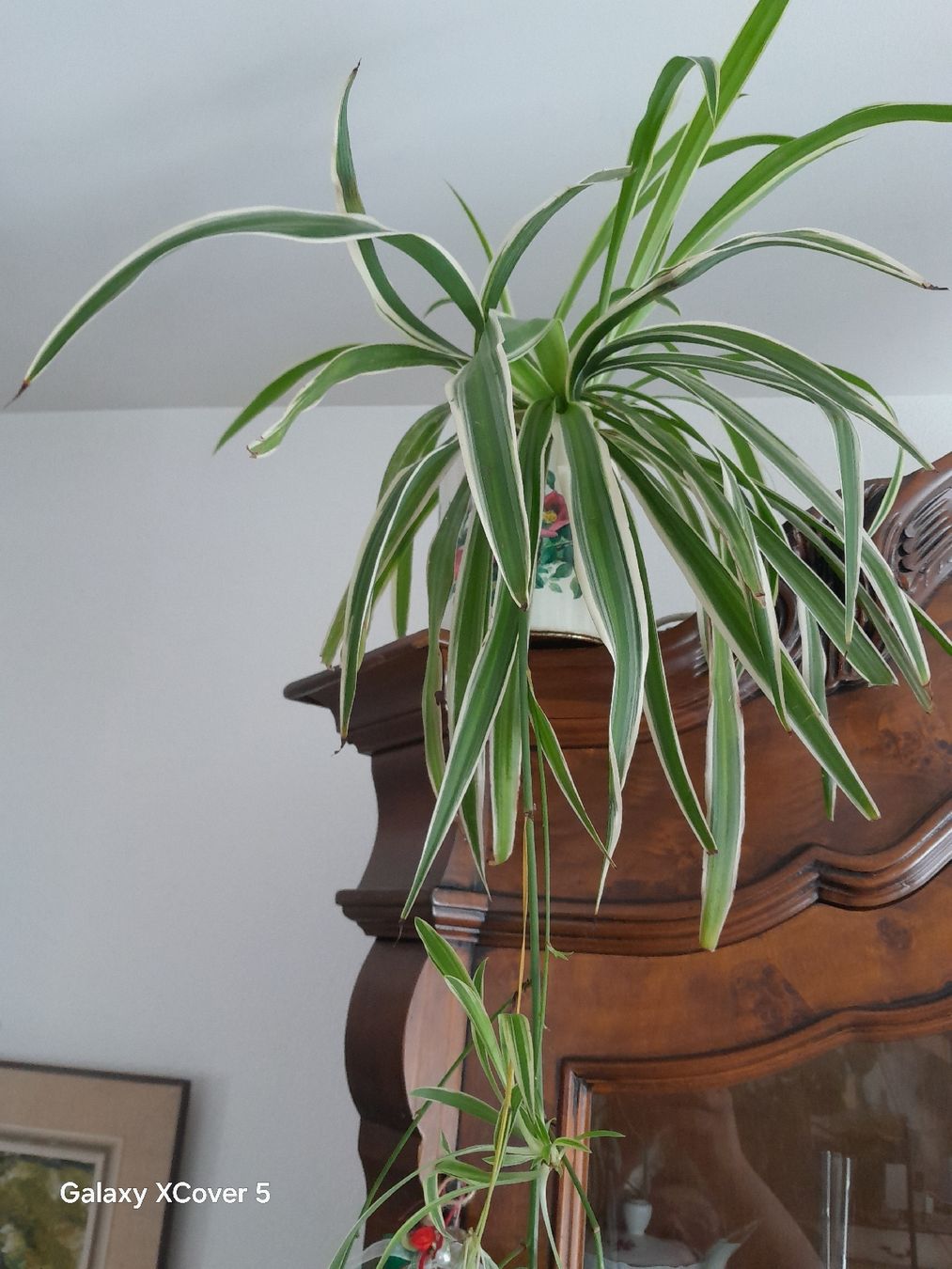 Piante & sementi: Splendida Pianta Ragno da interno - perfetta per l'estate! – Usato da Carena venduto da bdi_dz9m 1