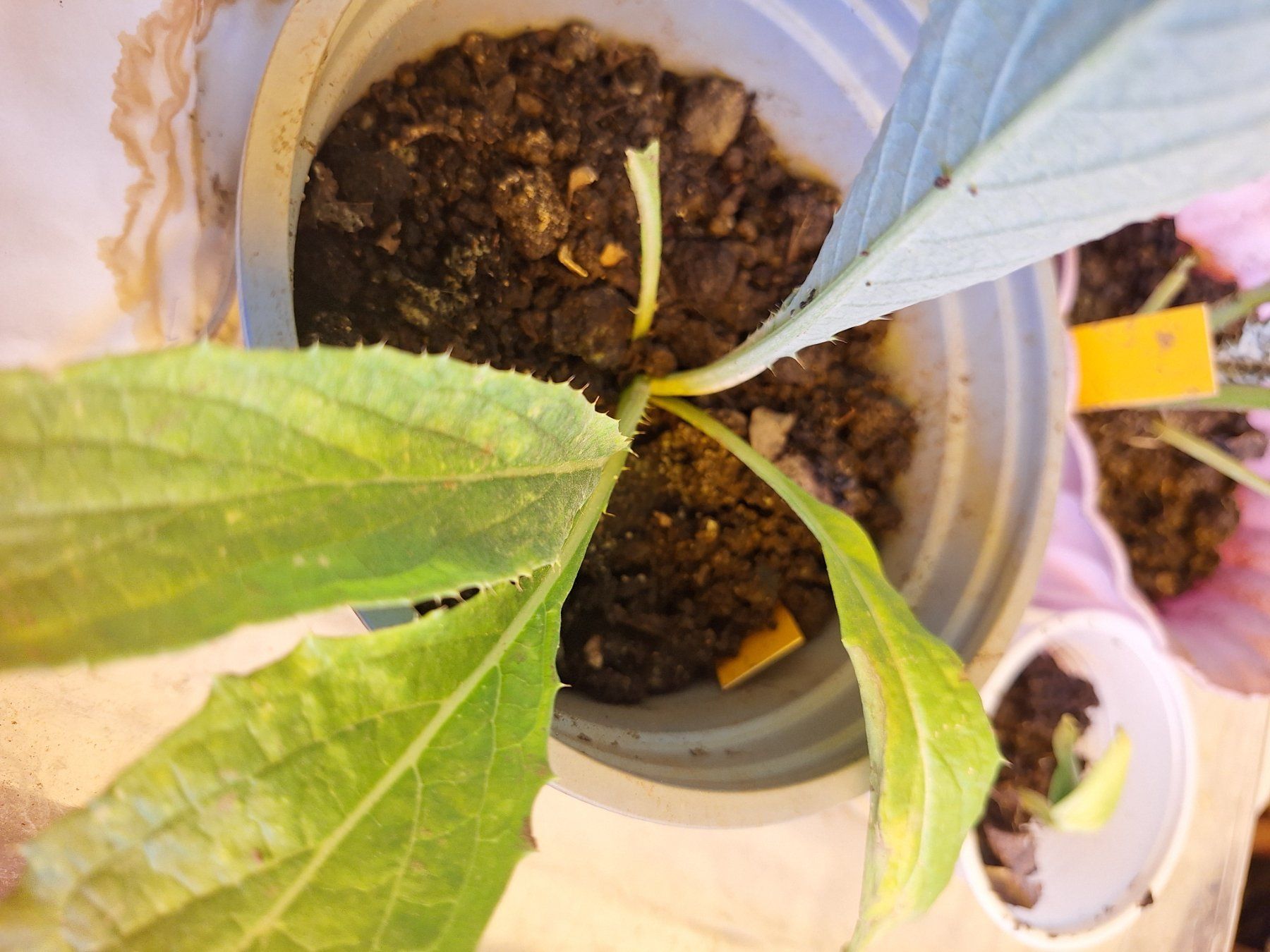 Piante & sementi: Plants variés tomates.courgettes.cardons – Nuovo e nell'imballaggio originale da Genève venduto da Cristin1 5