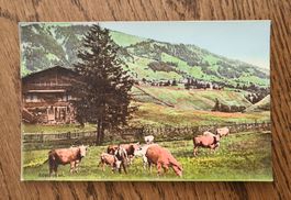 Alte Karte Adelboden, Kühe weiden
