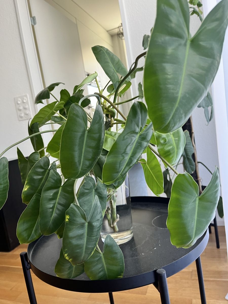 Piante & sementi: Philodendron Burle Marx – Usato da Uster venduto da ke114