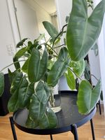 Philodendron Burle Marx