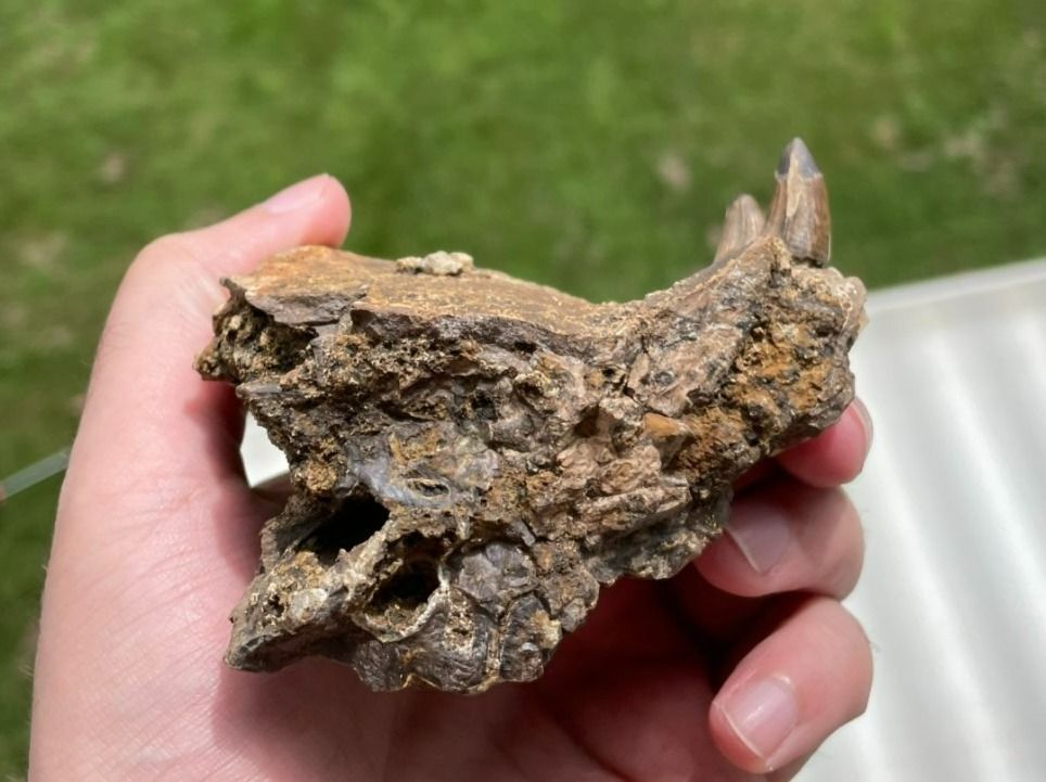 Fossili: Fossiles Krokodil Kieferstück – Usato da schüpfen venduto da rica122 3