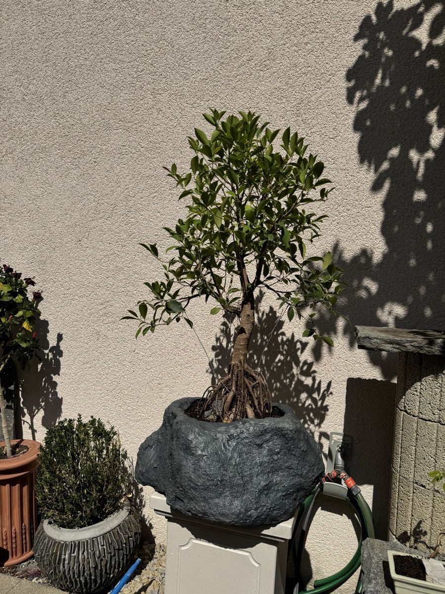 Piante & sementi: Ficus Bonsai im "Stein" 120cm – Usato da Rümlang venduto da Gruseh.ch 2