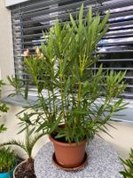 Oleander gelb, Höhe 95 cm