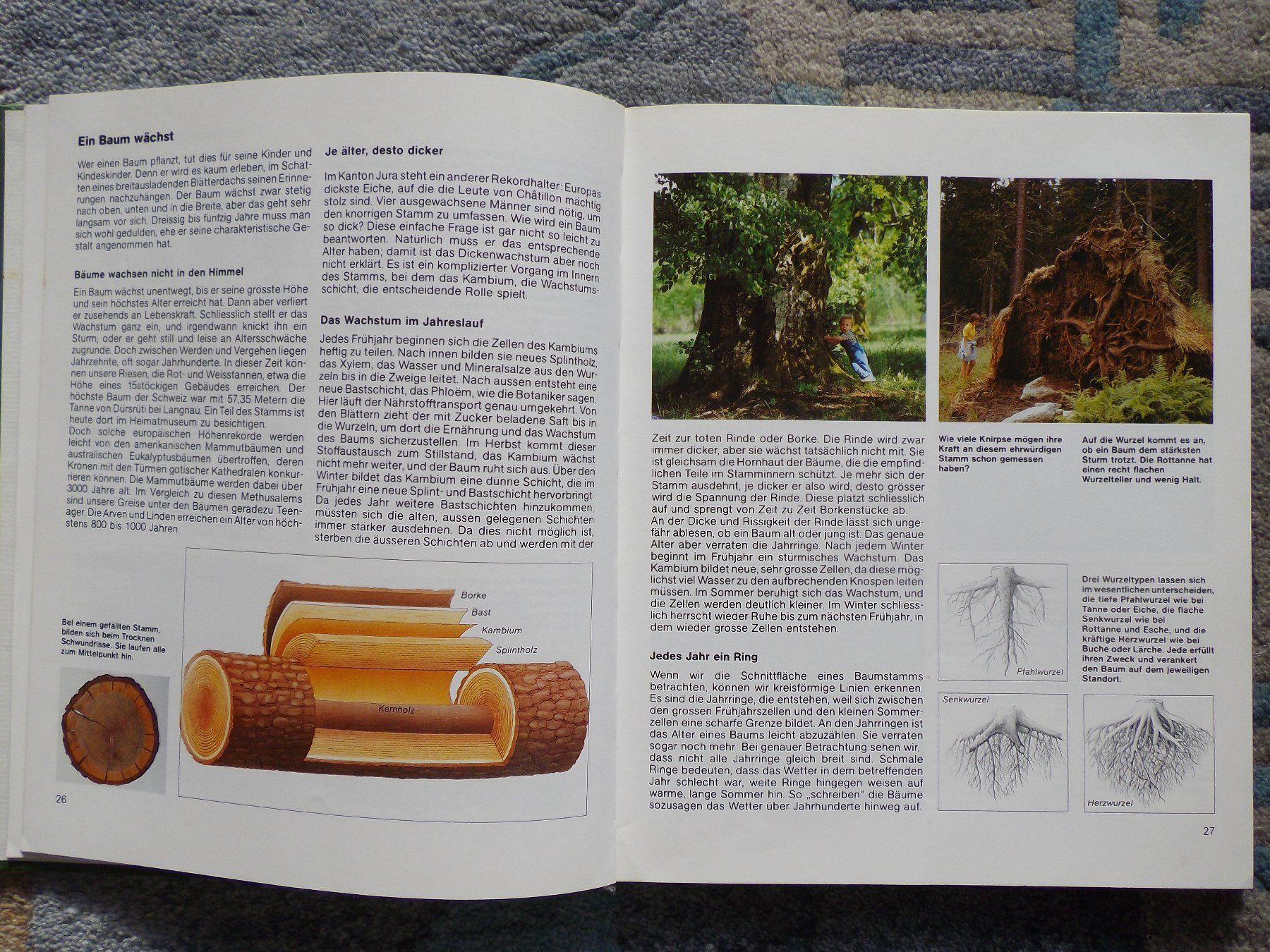 Libri: Wald - Das Silva Familienbuch – Usato da Uster venduto da urs_75by 3