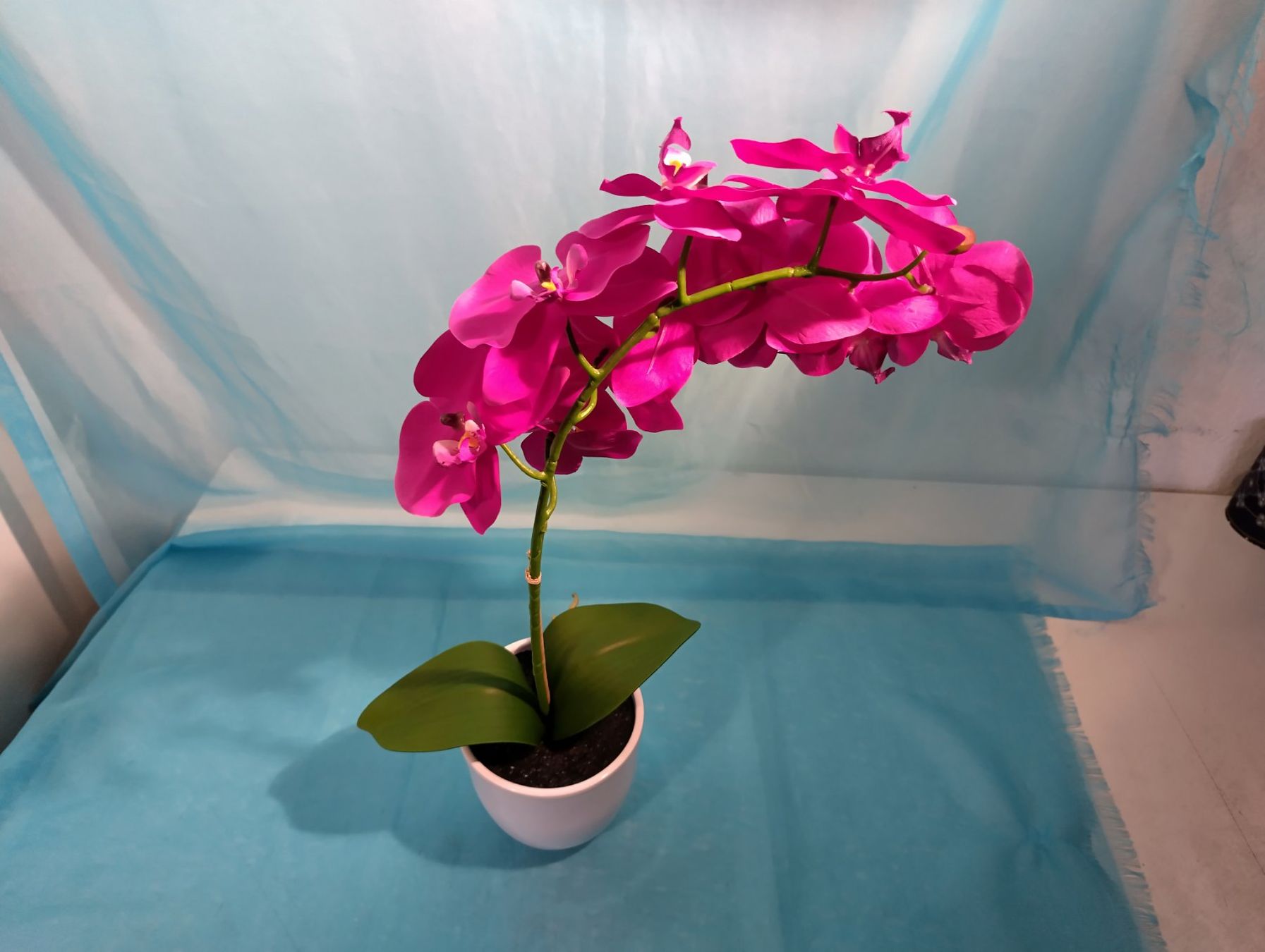 Piante & sementi: Phalänopsis, violett, im Topf, H: 52cm – Nuovo (secondo la descrizione) da Bellach venduto da JingleCherry 2