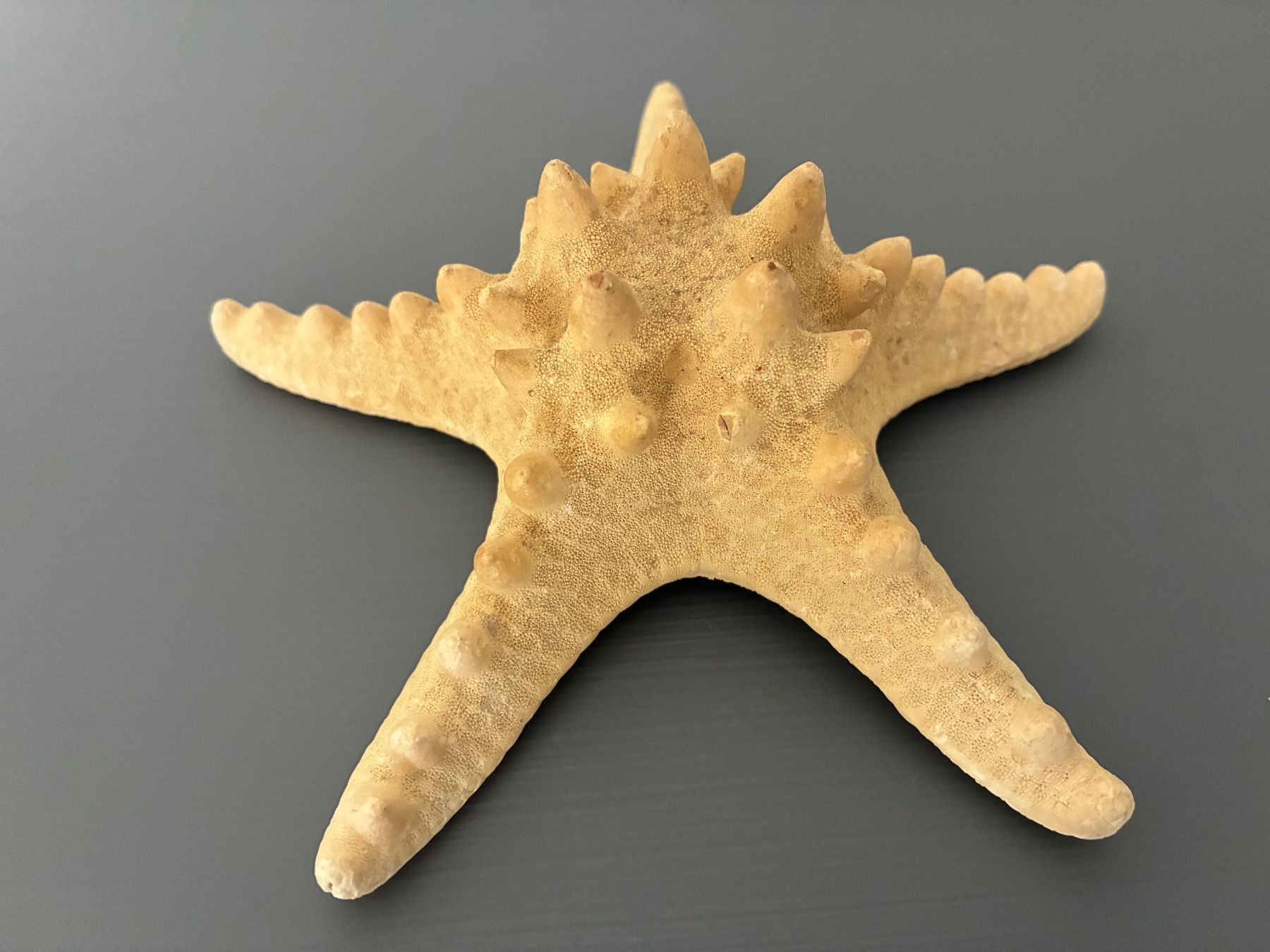 Fossili: Seesterne 2er Set – Usato da Frick venduto da sandra037 7
