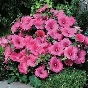 Piante & sementi: Mauve en Arbre ! Superbe fleur 5g – Nuovo (secondo la descrizione) da Bremblens venduto da FIBONACCI369