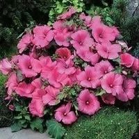 Mauve en Arbre ! Superbe fleur 5g