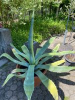 Agave Americana ca. 85 cm hoch