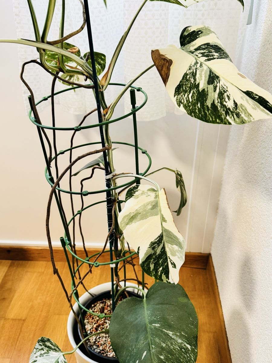 Piante & sementi: Monstera variegata – Usato da Worblaufen venduto da mar_tfk8 3