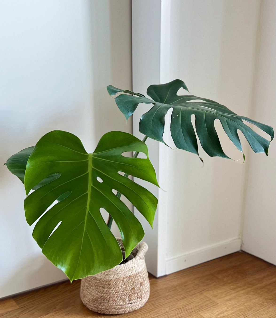 Piante & sementi: Monstera Deliciosa🤩 – Usato da Glattpark(Opfikon) venduto da ste_n99y 6