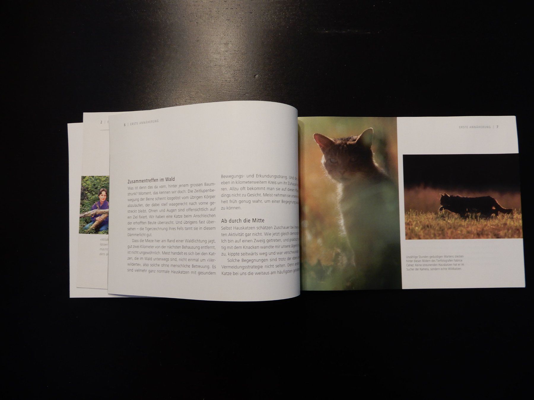 Libri: Wildkatzen Broschüre: Scheue Schatten – Usato da Erstfeld venduto da Mario_boe0 3