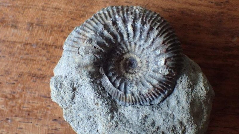 Fossilien: Ammonit Stephanoceras Basel-Landschaft – Gebraucht aus Rickenbach BL von Oktober68 2