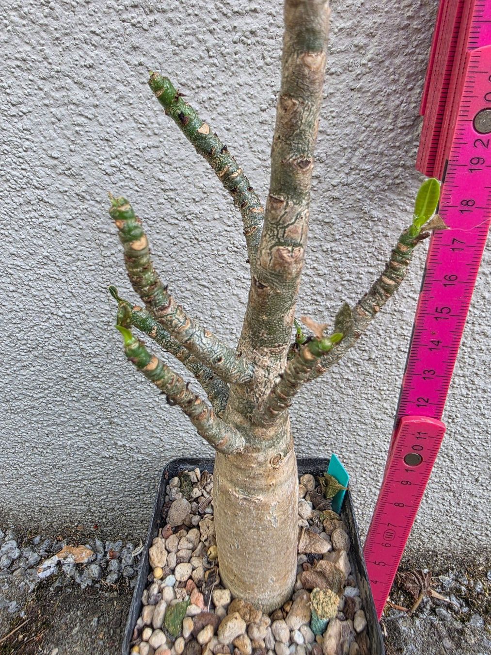 Piante & sementi: Adenium arabicum "Black Hawk" / Wüstenrose – Usato da Thalheim venduto da silvara01 3