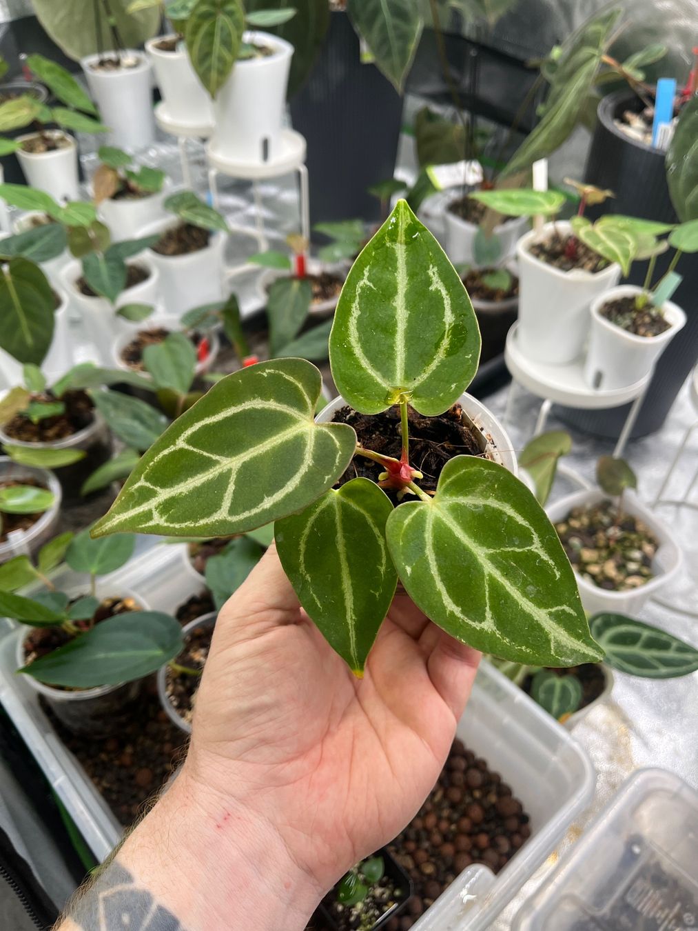 Piante & sementi: Anthurium Crystallinum-Mix – Nuovo e nell'imballaggio originale da Gelterkinden venduto da pflanz_doch_was