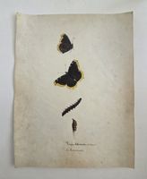 Schmetterling Buch lose Orig. Aquarell/Gouache 19.h  32x24cm