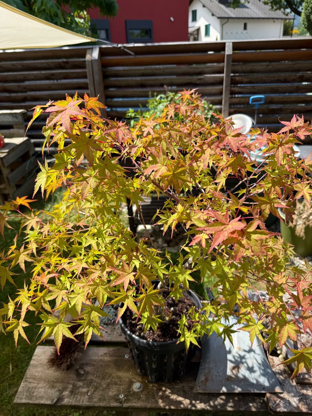 Piante & sementi: Verschiedene und seltene Bäume/ Bonsai – Usato da Vaduz venduto da Hallo2112 1