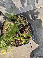 Feigenbaum