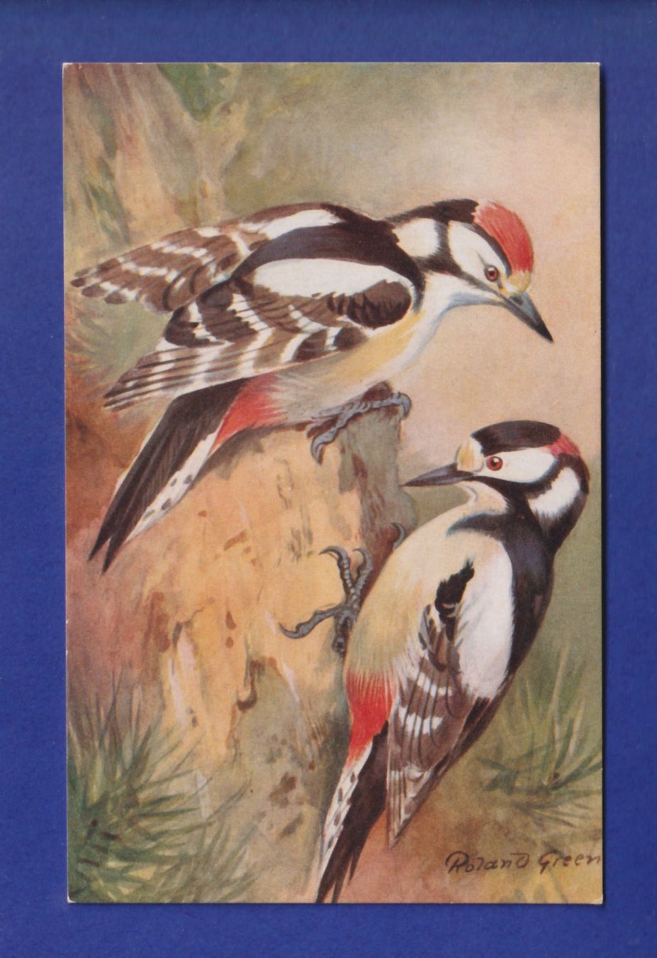 Cartoline postali: OISEAU - Pic Epeiche – Usato da Pully venduto da nicecards-shop