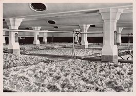 Rheinfelden, Brauerei Feldschlösschen, Gärkeller, gel. 1953