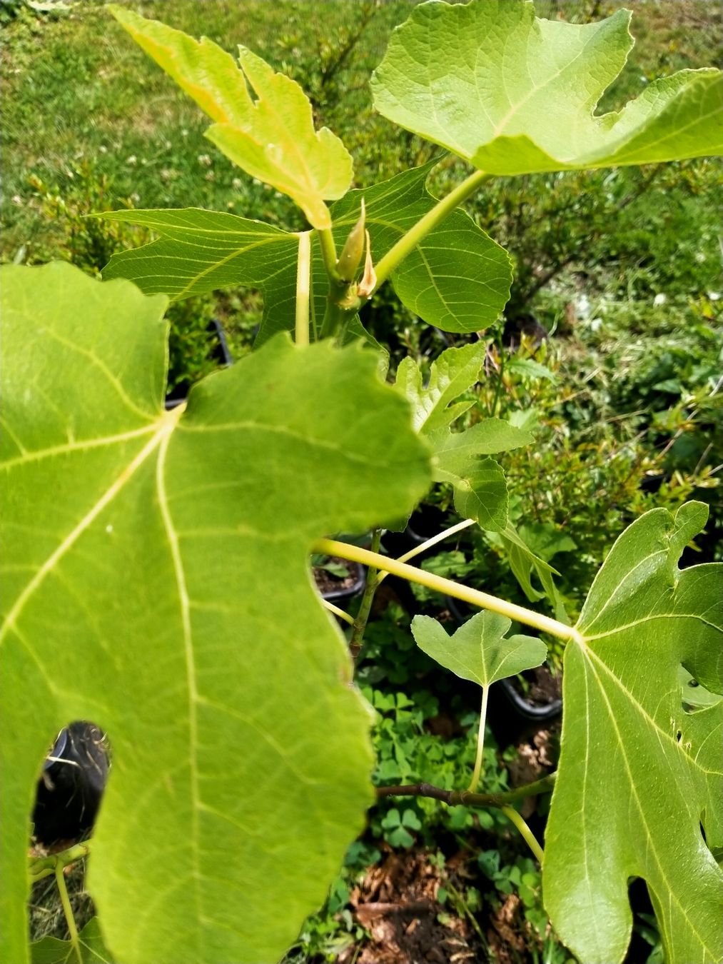 Piante & sementi: Bio Feigenbaum Höhe mit Topf ca. 100cm (14) – Usato da Küssnacht am Rigi venduto da perlboote 2