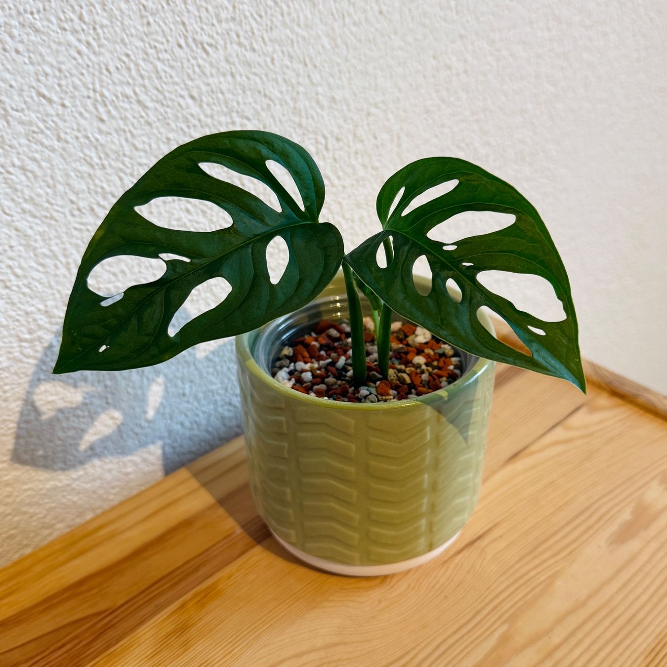 Piante & sementi: Monstera Adansonii – Usato da Wald ZH venduto da 2kndPlant