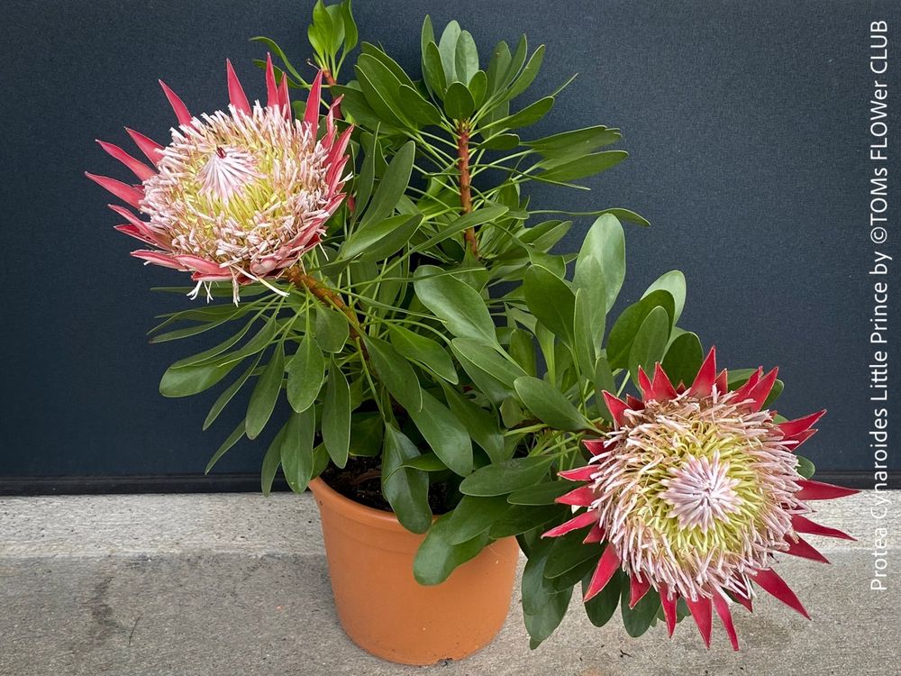 Protea Cynaroides Little Prince Kaufen auf Ricardo