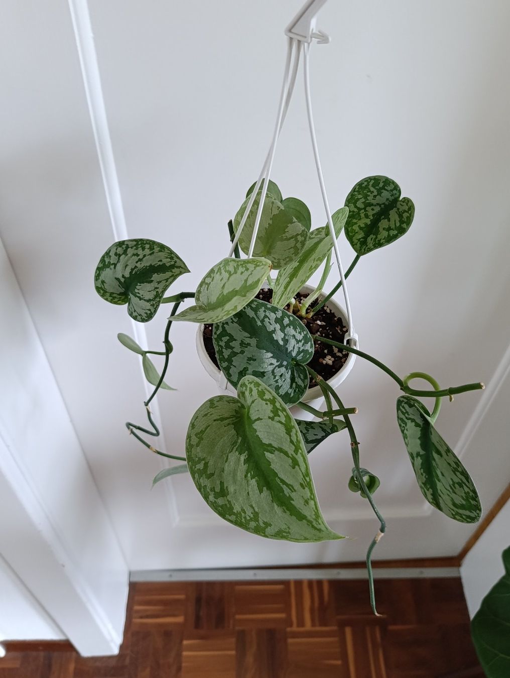Plantes & graines: Scindapsus – D'occasion à Baar par L.isa28