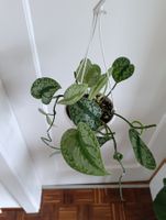 Scindapsus
