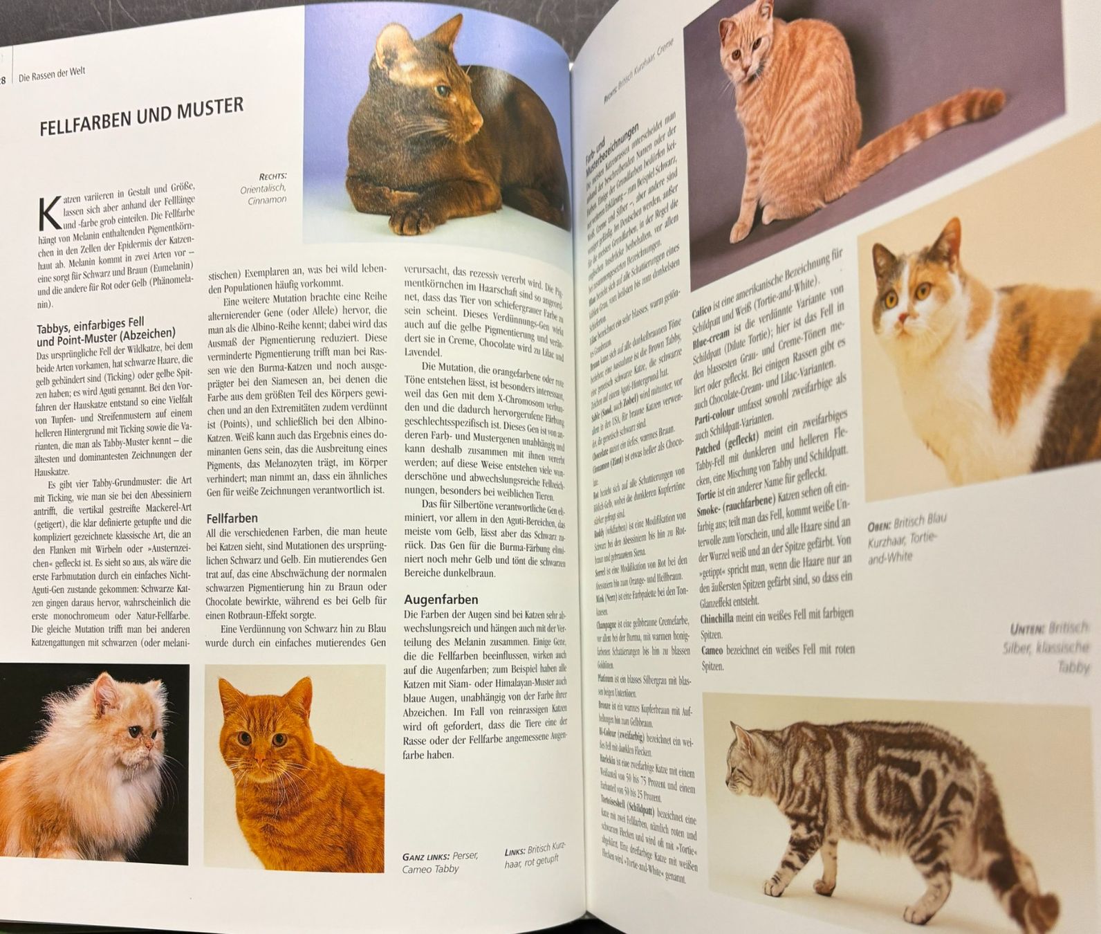 Libri: Katzen und ihre Welt – Nuovo e nell'imballaggio originale da Sarnen venduto da Livres 4