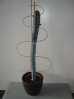 Kaktus