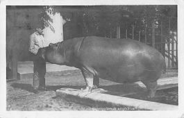 ein NILPFERD in BERN 1918 - SELTENE AUFNAHME