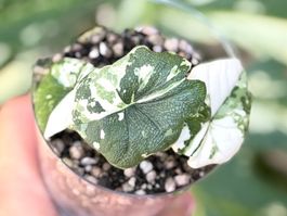 Alocasia Melo Albo