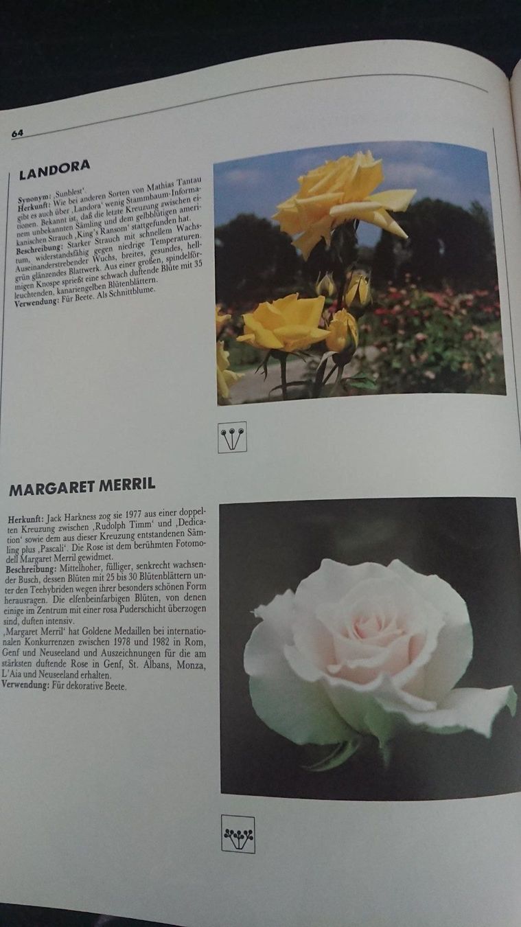 Libri: Rosen – Usato da Kradolf venduto da oxanab 5