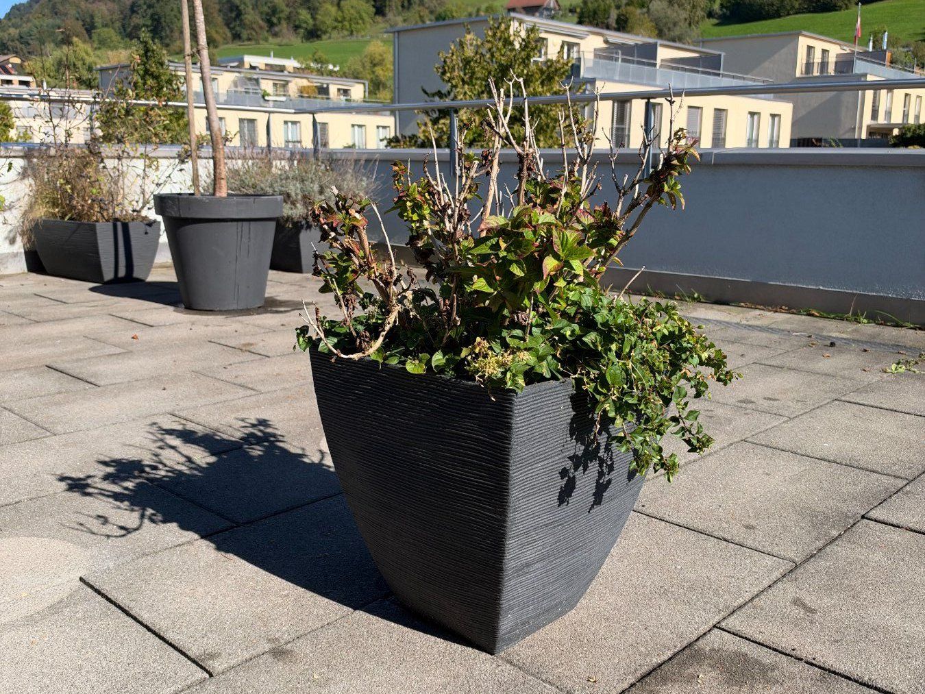Plantes & graines: Hortensie – D'occasion à Root par calmchris 3