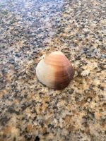 Belle Coquille de plage, idéale pour décorer cet été!