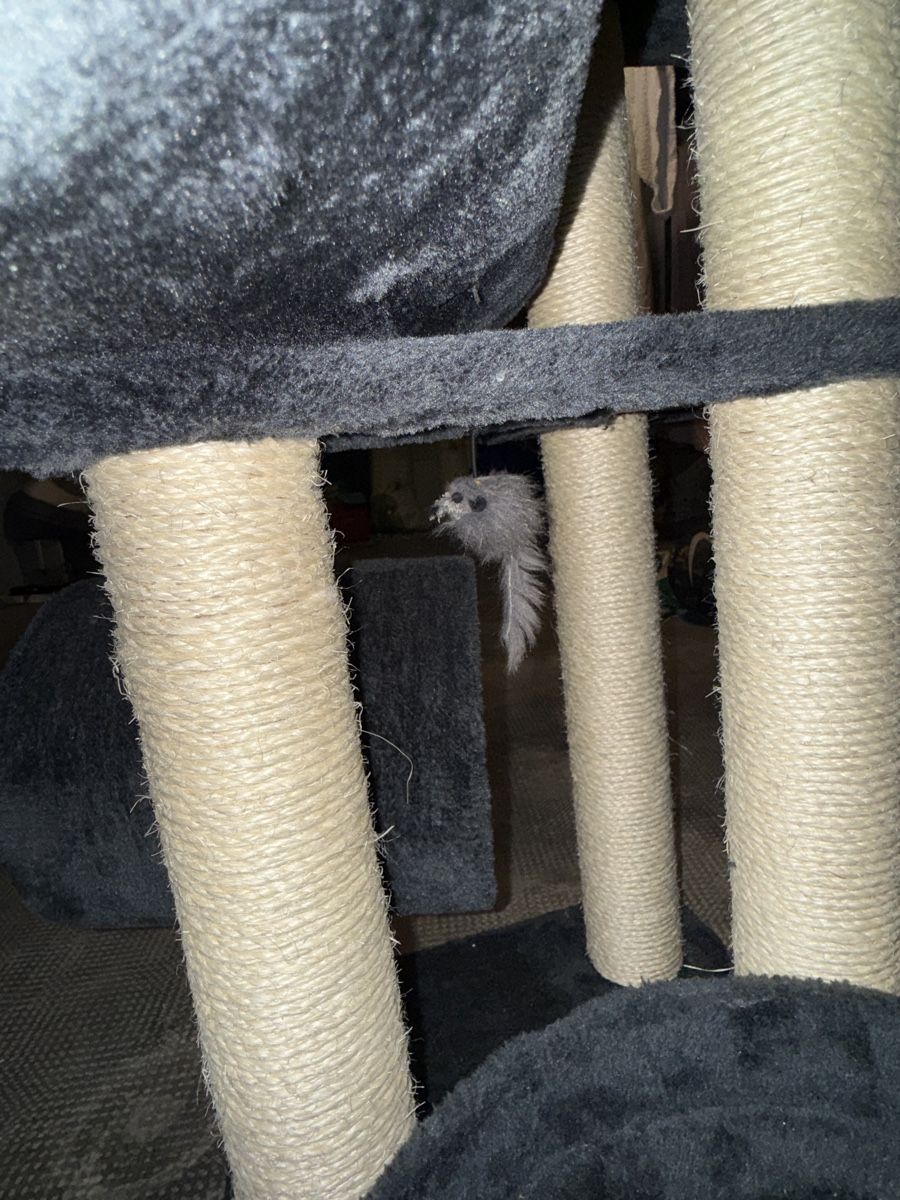 Katzenbaum - Kratzbaum: Katzenbaum – Neu (gemäss Beschreibung) aus Muttenz von akb_dys7 1