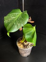 🔥 MONSTERA BULBASAUR ALMOST GREEN, BUT BIG „HEAD CUTTING“🔥