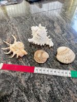 Lot 4 Coquillages +Porcelaine Tigre, (Lambis, Murex, Coques)