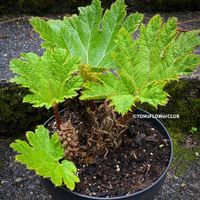 Gunnera Manicata - Mammutblatt - einzigartig für den Garten