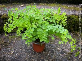 Adiantum Raddianum – zart federleichter Frauenhaarfarn