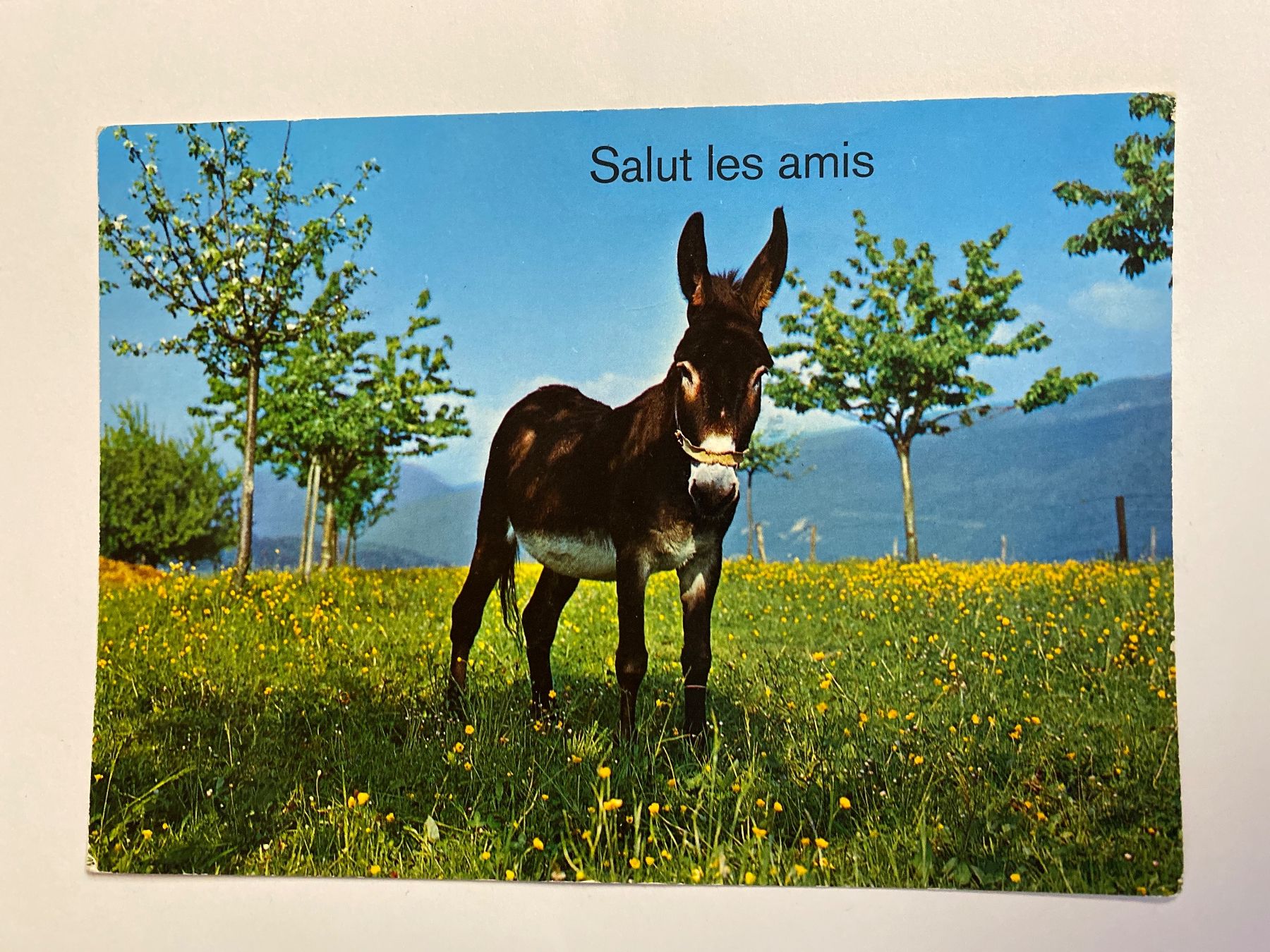 Cartoline postali: Carte postale - "Salut les amis" âne – Usato da Le Brassus venduto da cinema13