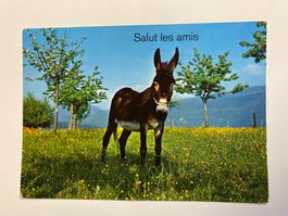 Carte postale - "Salut les amis" âne