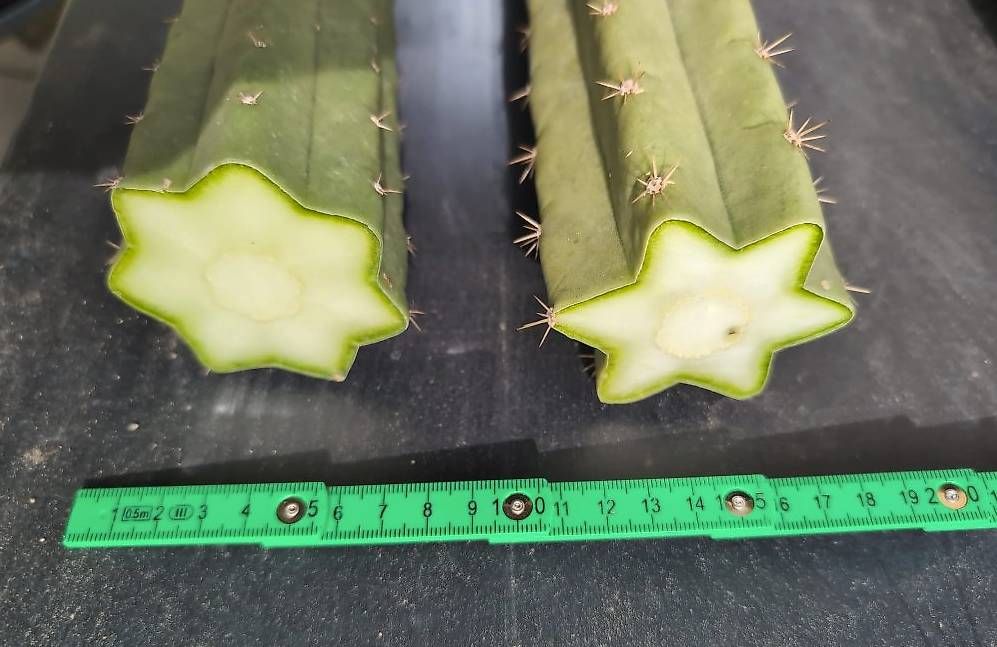 Piante & sementi: 2x Echinopsis Pachanoi – Nuovo (secondo la descrizione) da Grolley venduto da eluveitie32 3