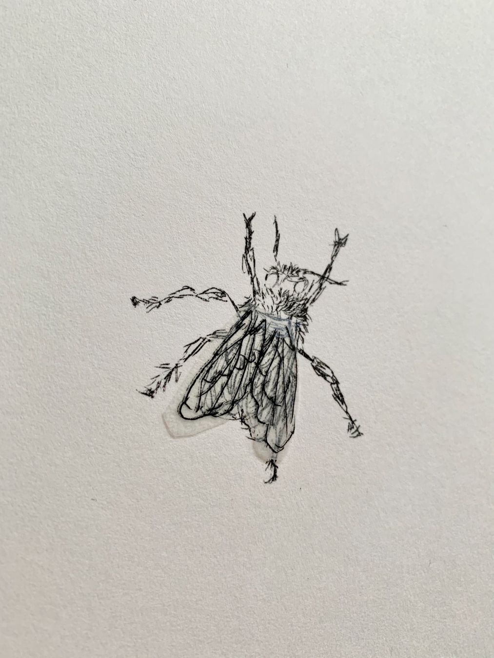 Grafica & Litografie: Kiki Smith – Lithographie Fly – Usato da Regensdorf venduto da JoergR 3