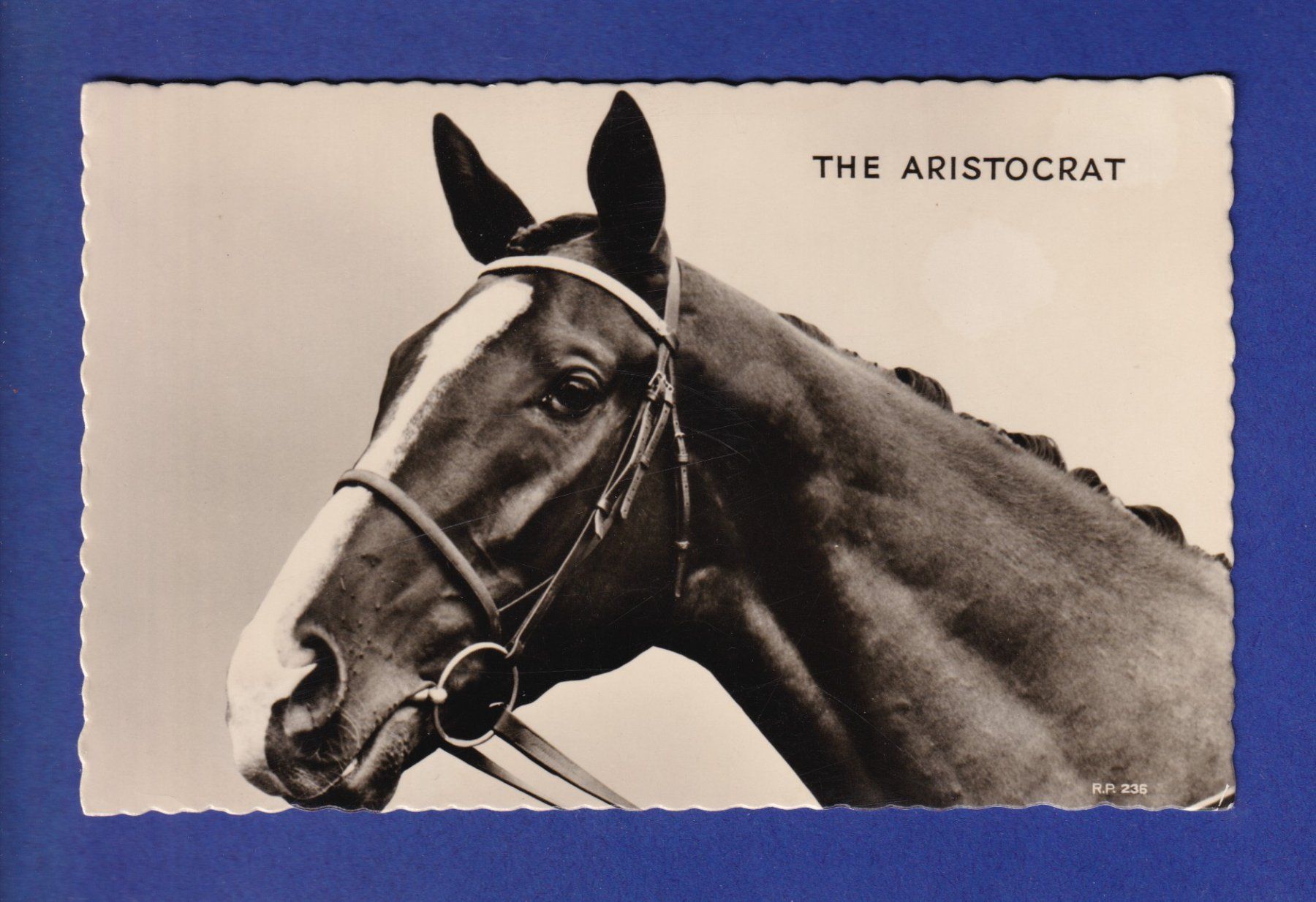 Ansichtskarten: CHEVAL - The Aristocrat – Gebraucht aus Pully von nicecards-shop