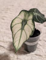 Alocasia Ninja White Mutation Variegata