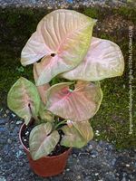 Syngonium Podophyllum Pink - rosa Blattschmuckpflanze